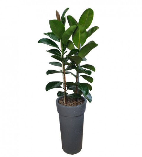 고무나무 회색화분