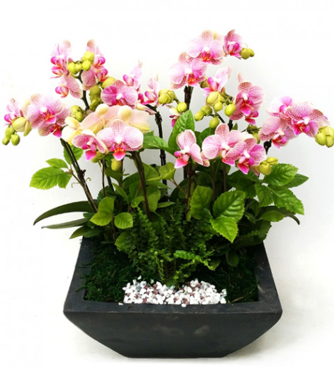 고급 미니 호접